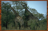 Girafes